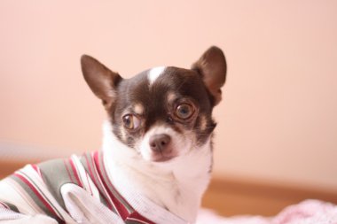 Chihuahua