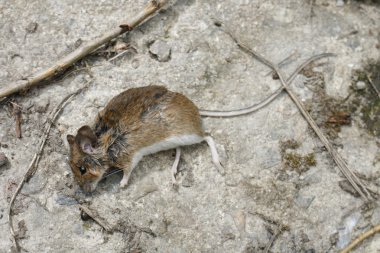 Dead mouse clipart