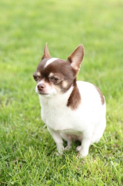 Chihuahua