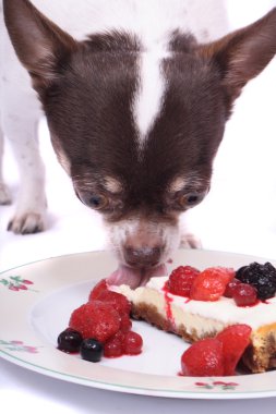 Chihuahua ve peynirli kek