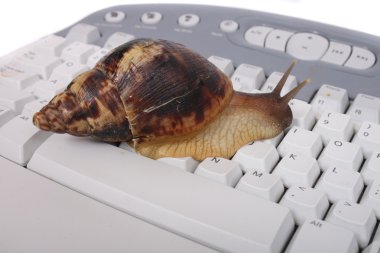 Snail on the keyboard clipart