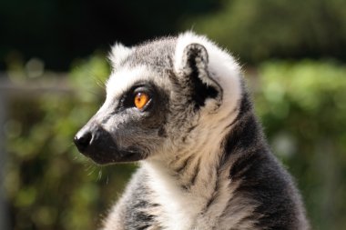 lemur maymunu