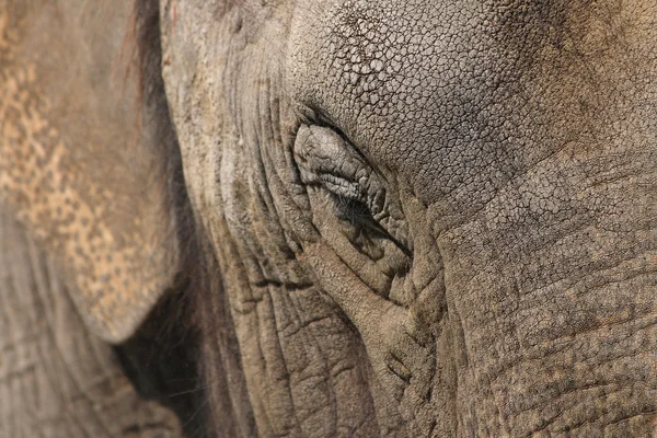 Tête d'éléphant — Photo