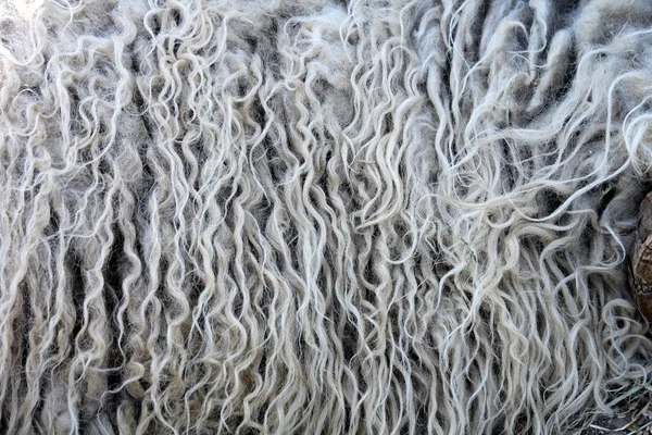 Fleece background — Stock Photo, Image