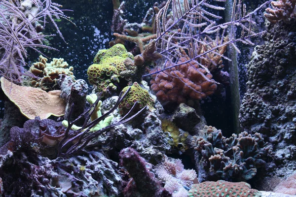 Fundo do aquário — Fotografia de Stock