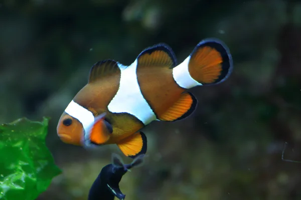 Stock image Clown fish