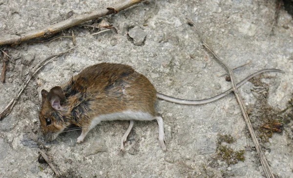 stock image Dead mouse