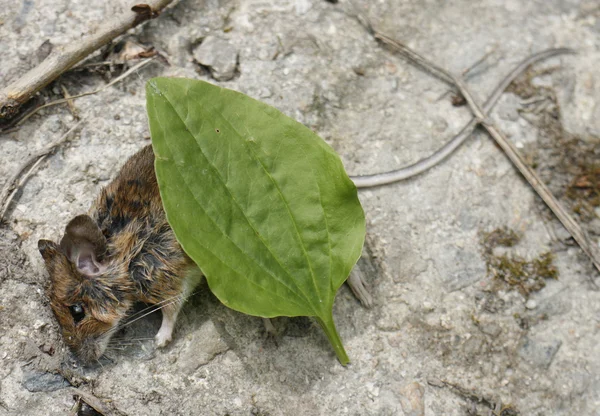 Мертвая мышь — стоковое фото