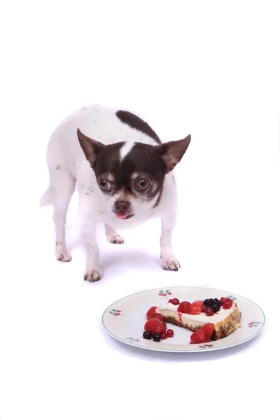 Chihuahua ve peynirli kek — Stok fotoğraf