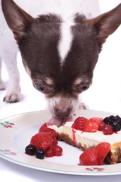 stock image Chihuahua and cheesecake