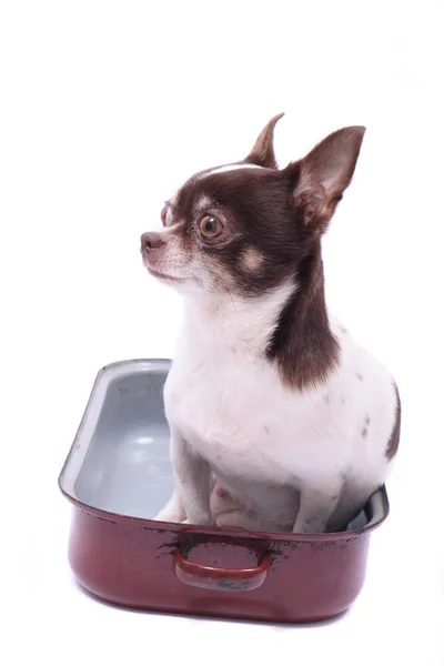 Chihuahua in the pot — Stock Photo, Image