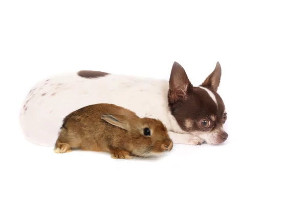 stock image Chihuahua and rabbit