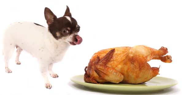 Dog and chicken — Stock Photo, Image