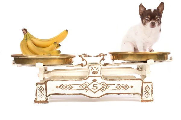 Собака і банан — стокове фото