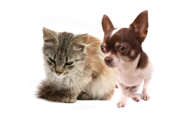 stock image Cat and dog