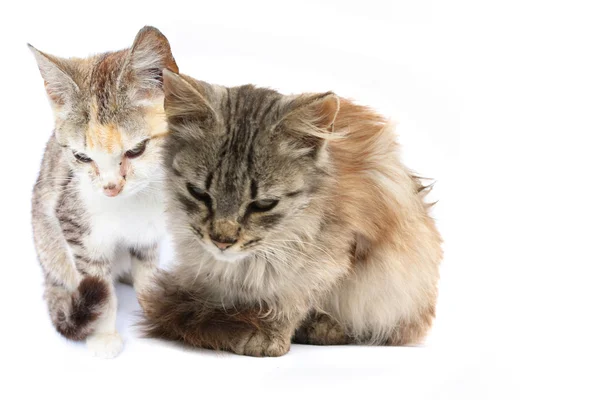 Две кошки — стоковое фото
