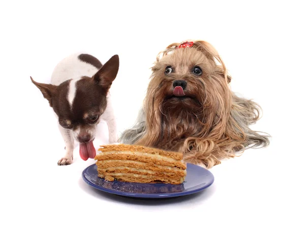 两只狗和蛋糕 — 图库照片