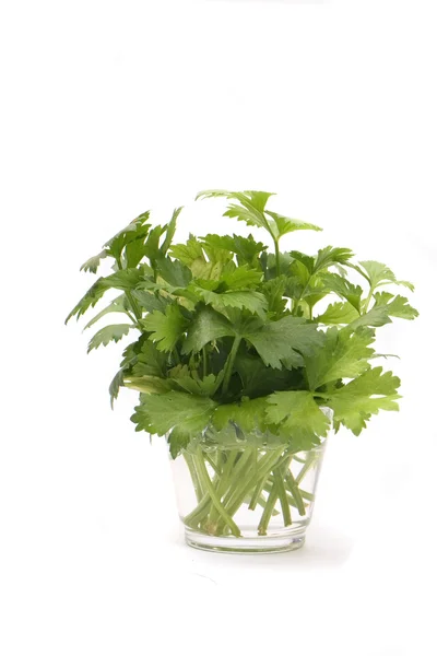 Green herbs — Stock Photo, Image