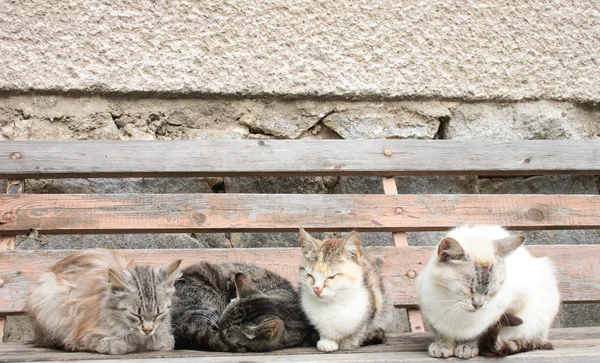 Vier Katzen — Stockfoto