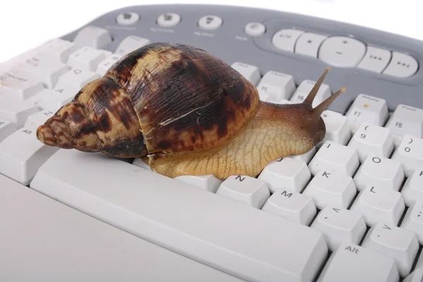 Ślimak na klawiaturze — Zdjęcie stockowe