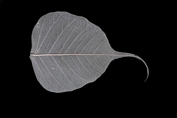 stock image Leaf on black