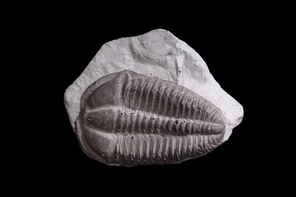 Trilobite — Zdjęcie stockowe