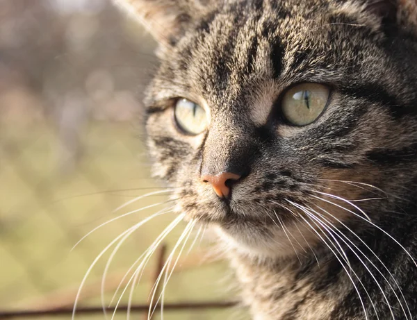 stock image Face of cat