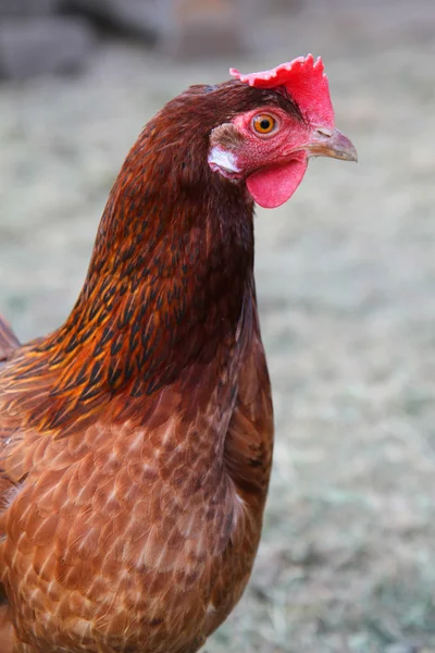 stock image Chicken