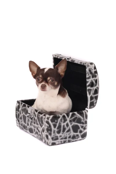 Chihuahua im Koffer — Stockfoto