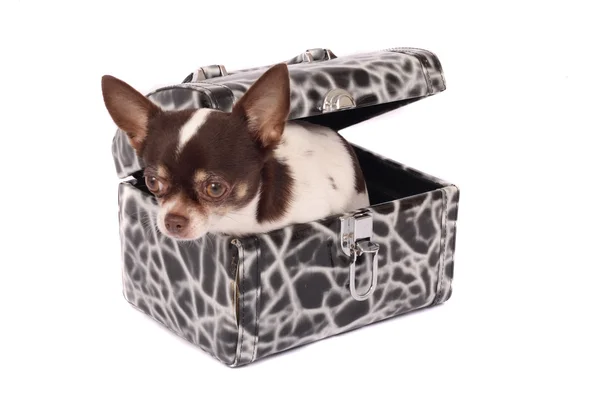 Chihuahua i fallet — Stockfoto