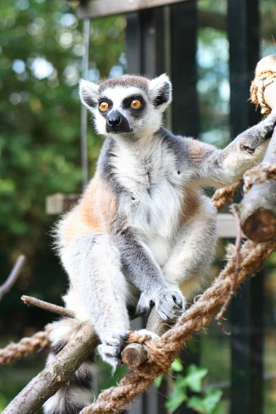 Lemurská opice — Stock fotografie