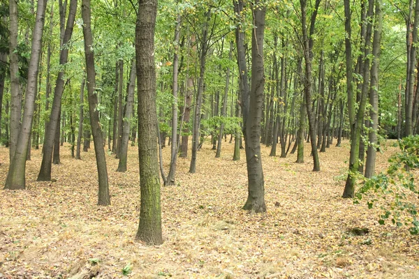 stock image Czech forest