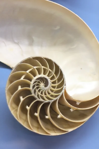 stock image Nautilus background