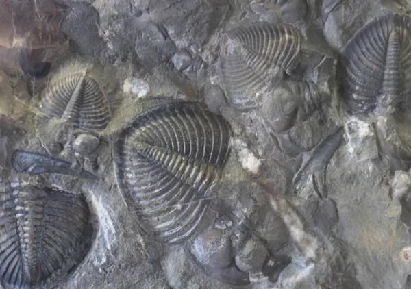 Arrière-plan fossile — Photo
