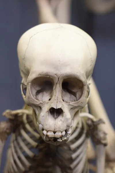 Crâne d'animal — Photo