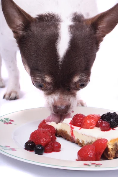 Chihuahua ve peynirli kek Stok Resim