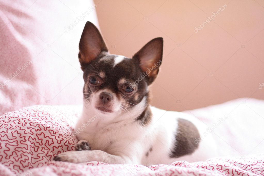 Chihuahua Stock Photo C Jonnysek 5622723