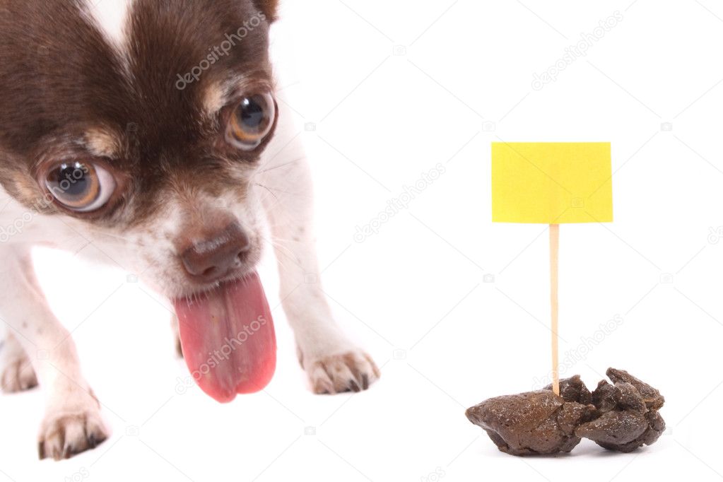 Dog and poo
