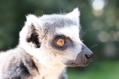 lemur maymunu