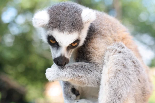 Lemur aap — Stockfoto