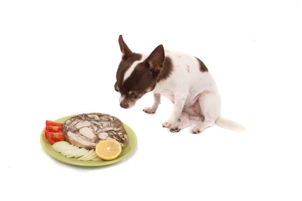 Chihuahua and dinner — Stock Photo, Image