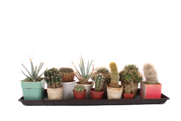 stock image Cactuses