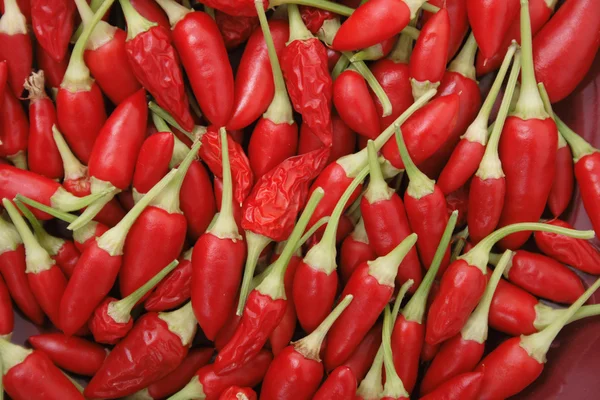 Stock image Spice (chili) background