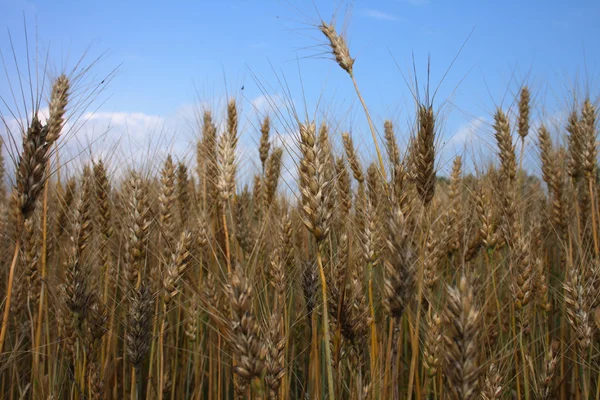 Золота кукурудза і блакитне небо — стокове фото