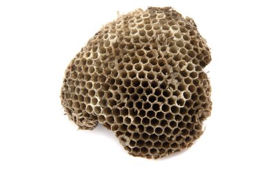 Wasp nest clipart