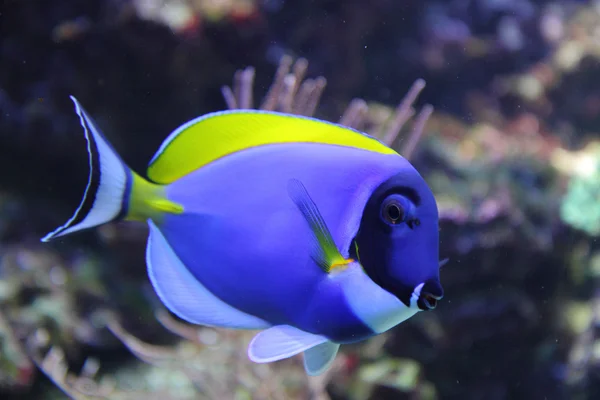 Egzotyczne ryby niebieski — Zdjęcie stockowe
