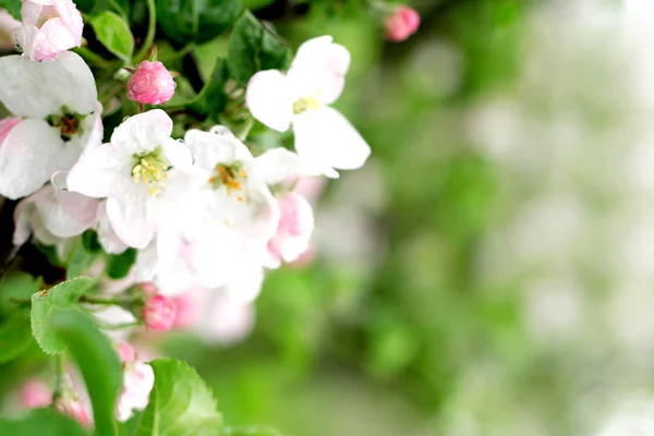Fehér tavaszi virágok — Stock Fotó