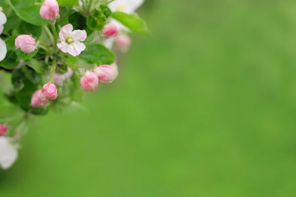 하얀 봄 꽃 — 스톡 사진