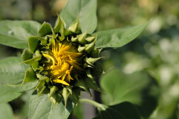 stock image Nature background with nice spring sunflower