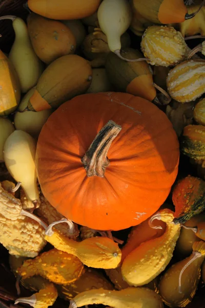 Calabazas de otoño —  Fotos de Stock